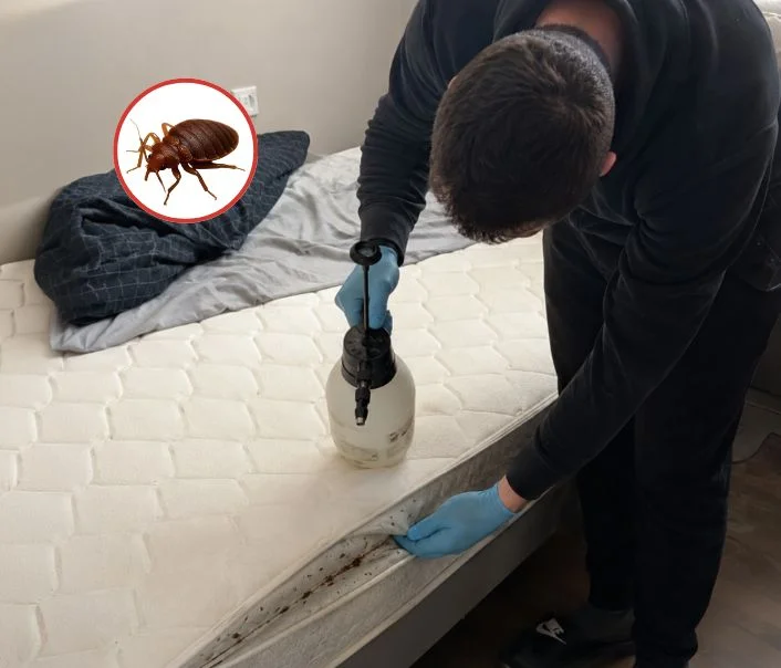 Technicien traitant un matelas contre les punaises de lit à Saint-Chéron